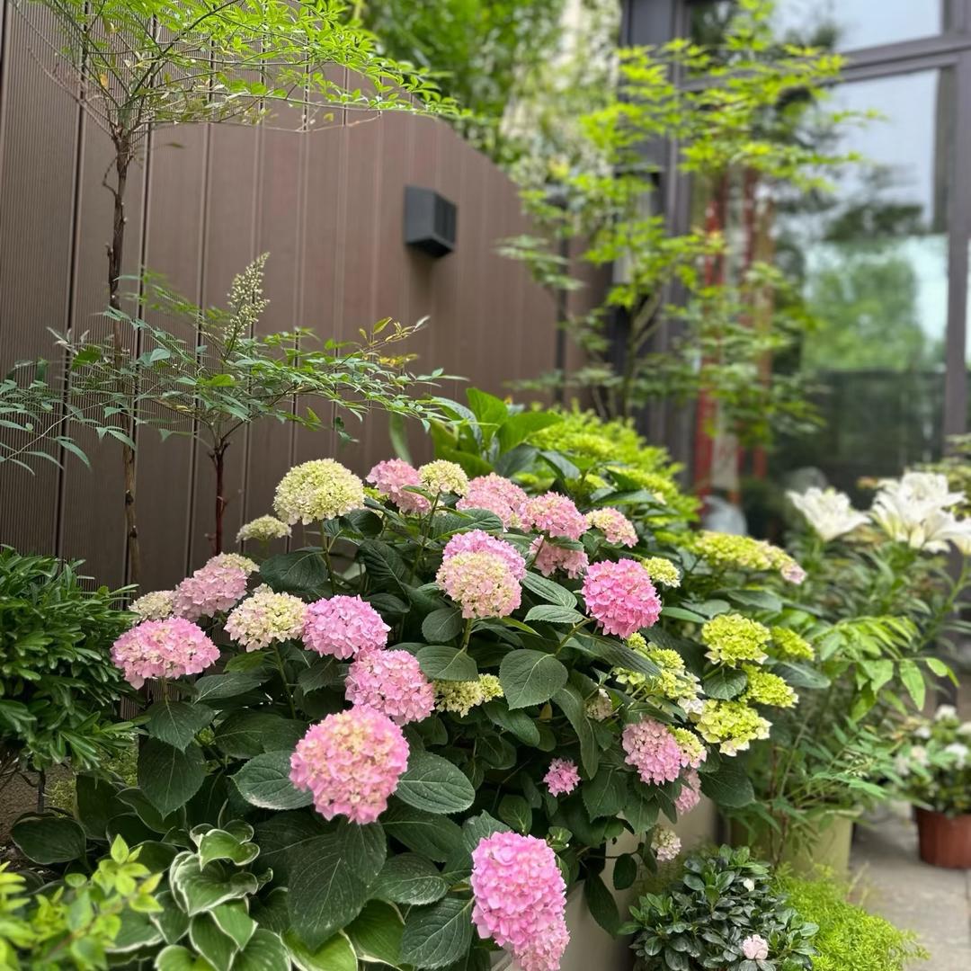 绿园花卉