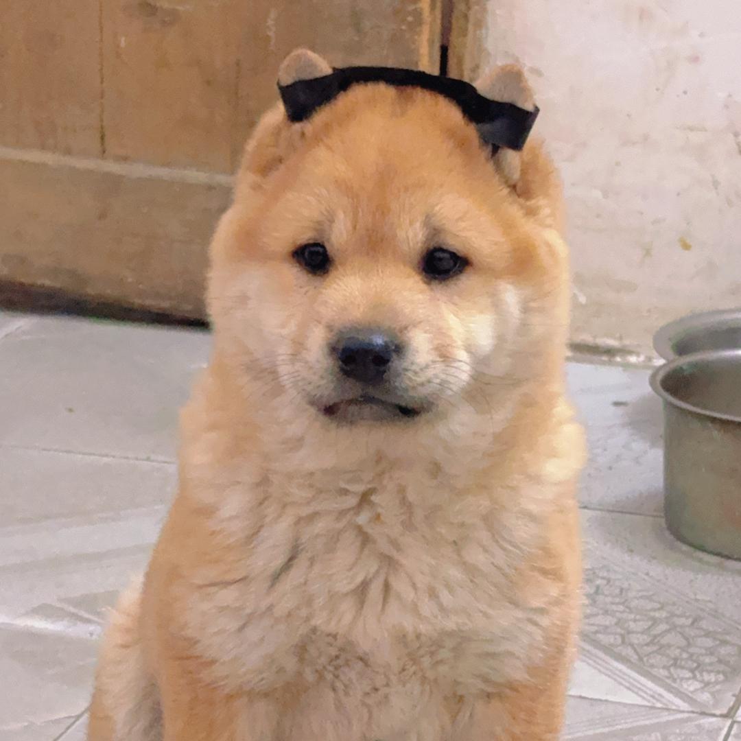 小炮。