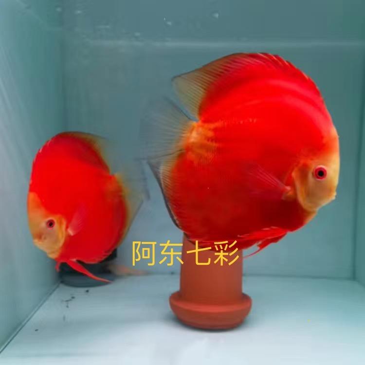 阿东七彩神仙鱼