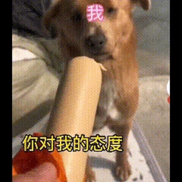 瞎打乱跑不奶人