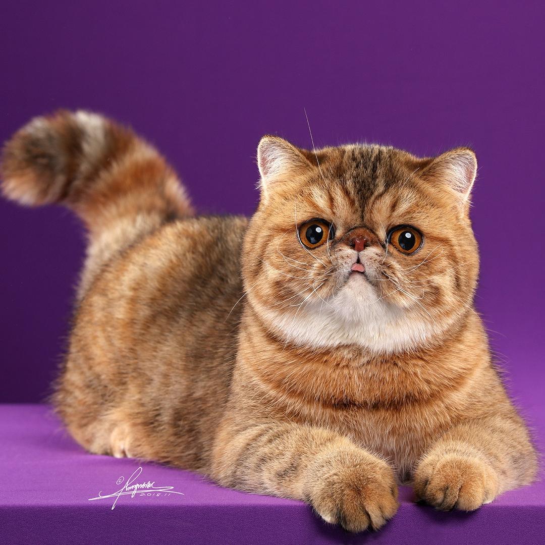 加菲猫🐈@抖音