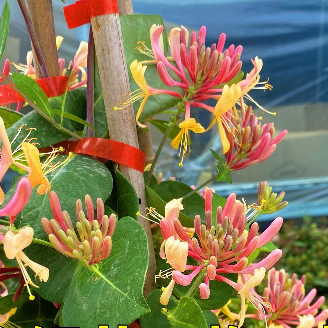 锦然花卉园