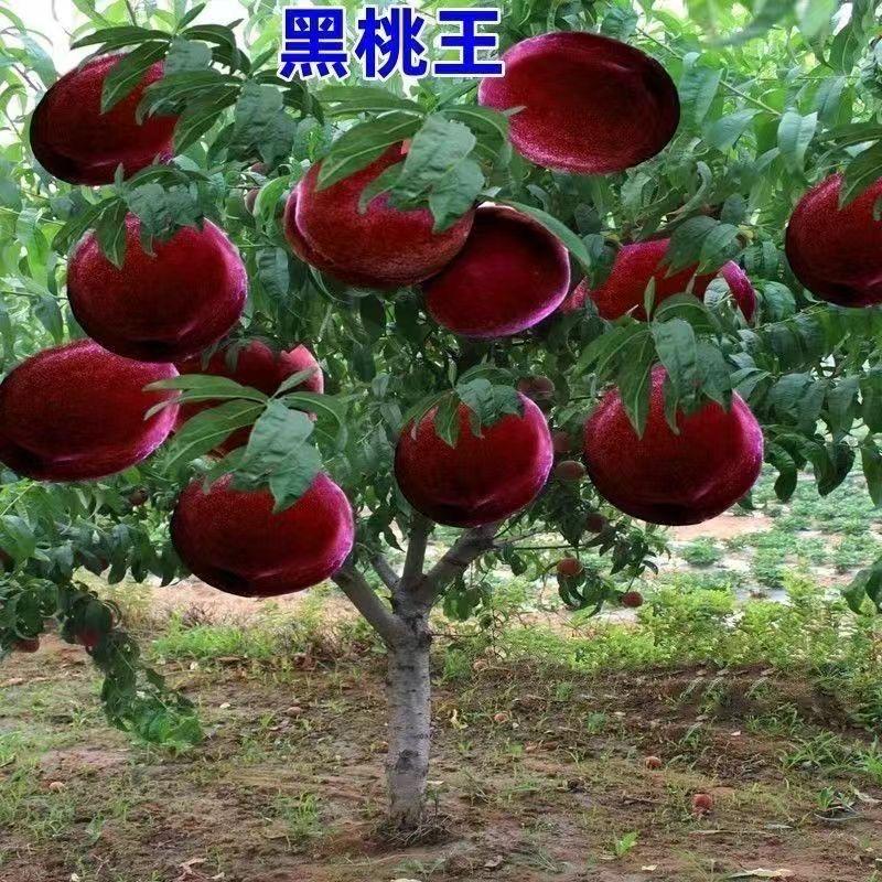 彬畅果树苗木专营店