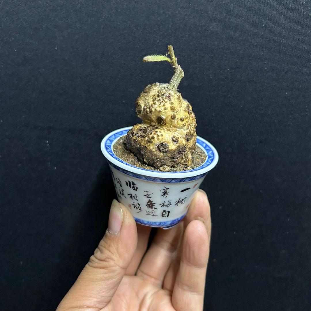 云巅园艺