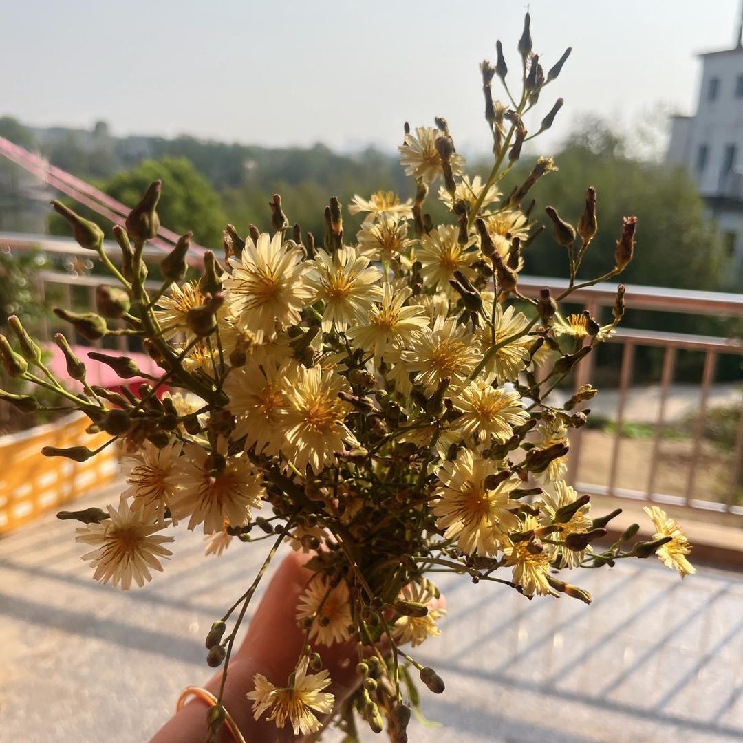 柿柿🍅如意