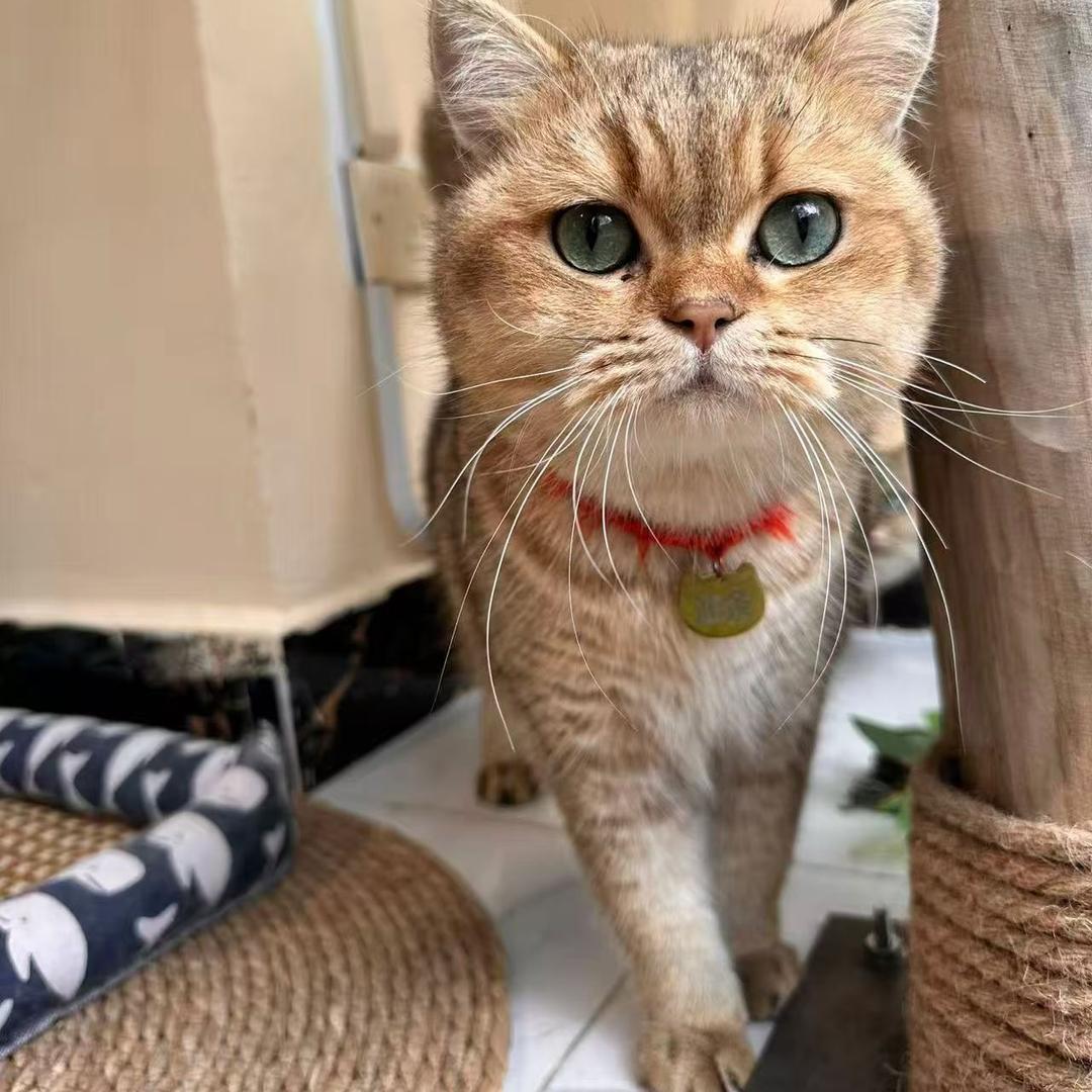 咪蛋互联网科技精选铺子