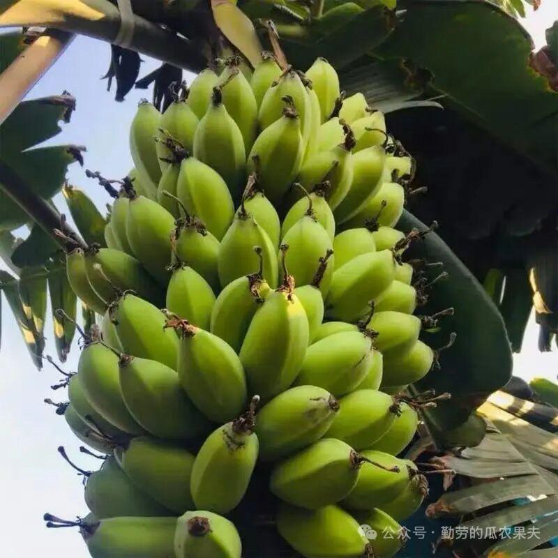 广西百亩香蕉种植（慧姐）