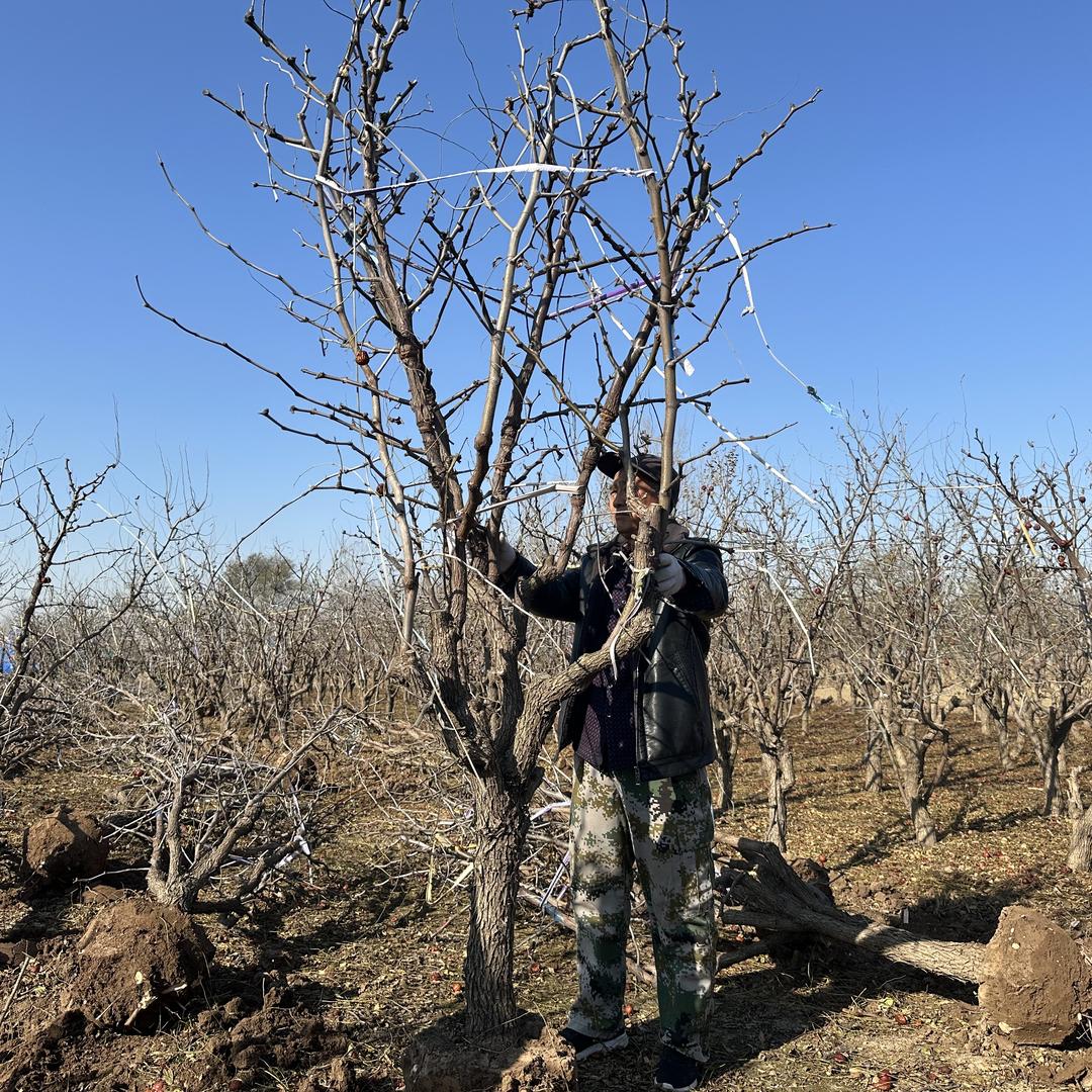 雀森鼎卉果树苗木专卖店