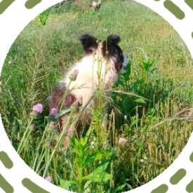 耒阳公平为牧黑山羊