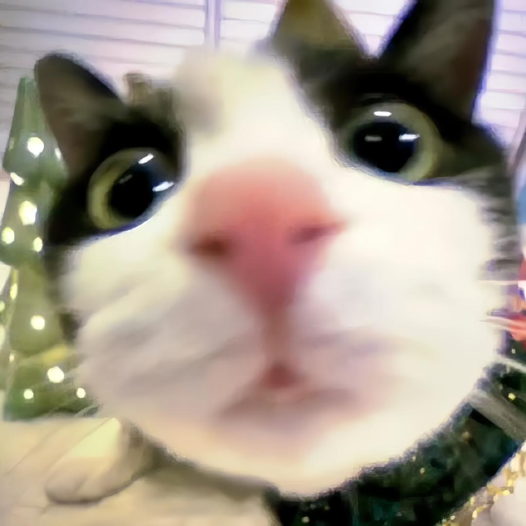 snowii