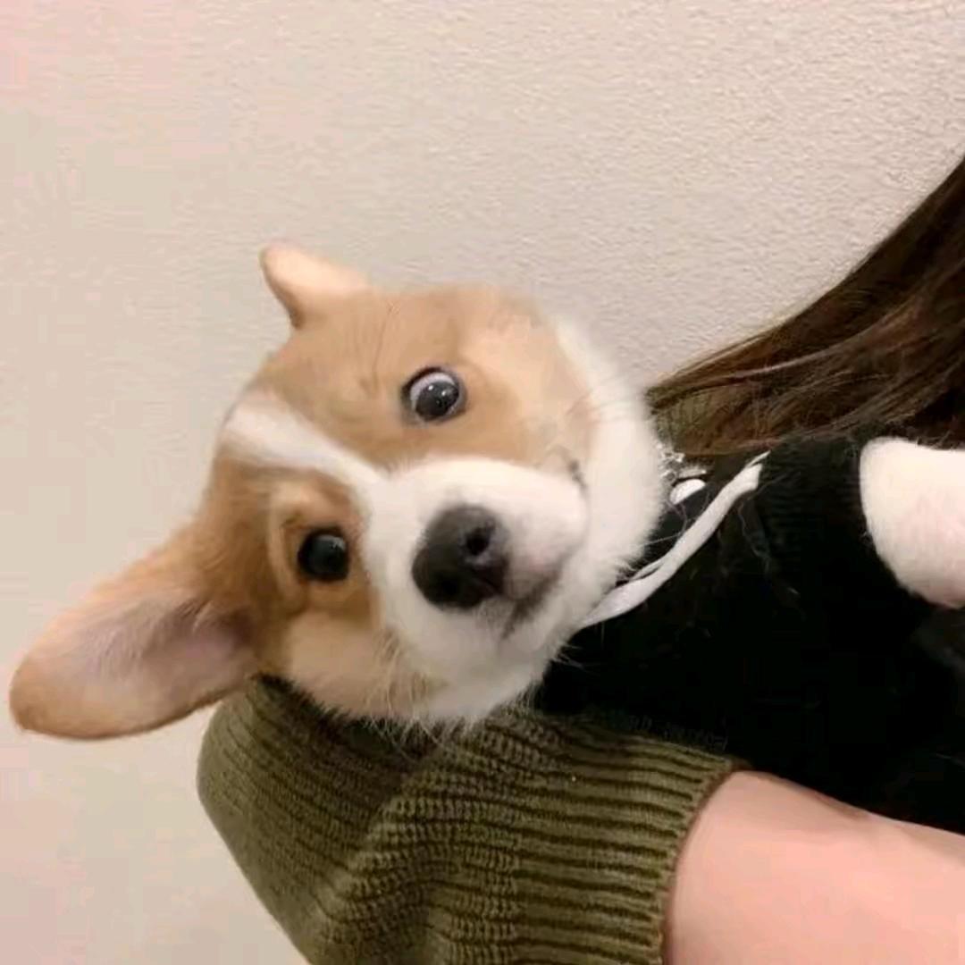 小满🐑