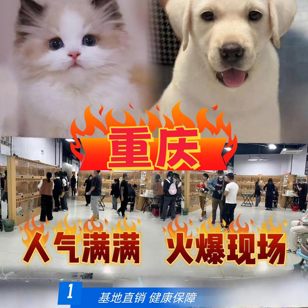 重庆猫狗宠物市场