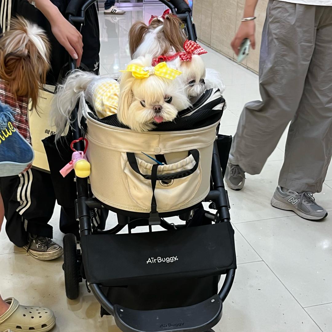 萌兽君的韩系萌宠