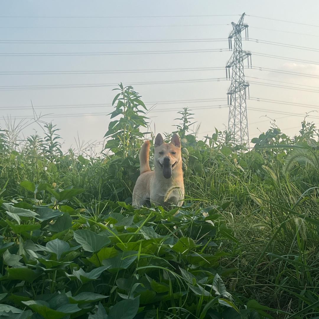 田园犬花花
