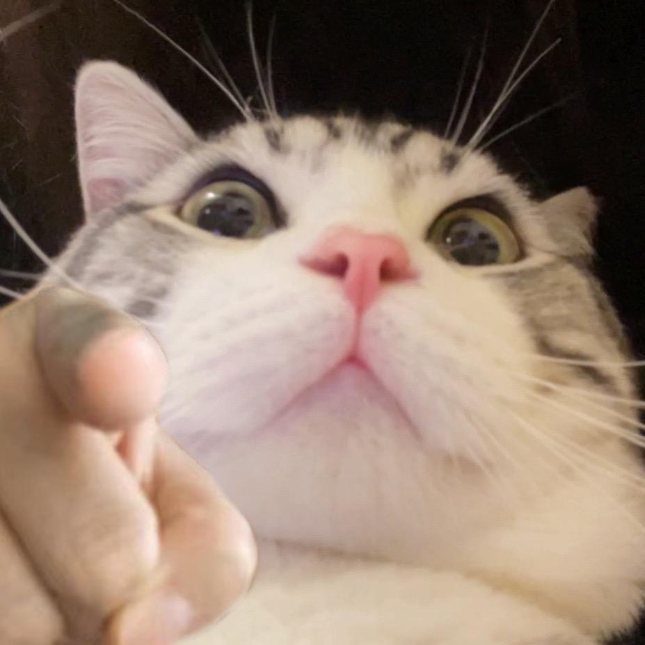 麦克雷雷🐱