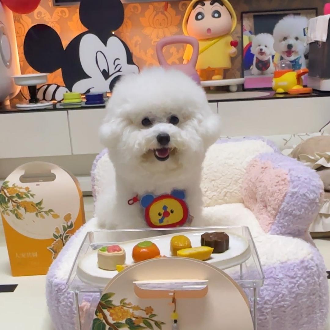 比熊优优🐻‍❄️