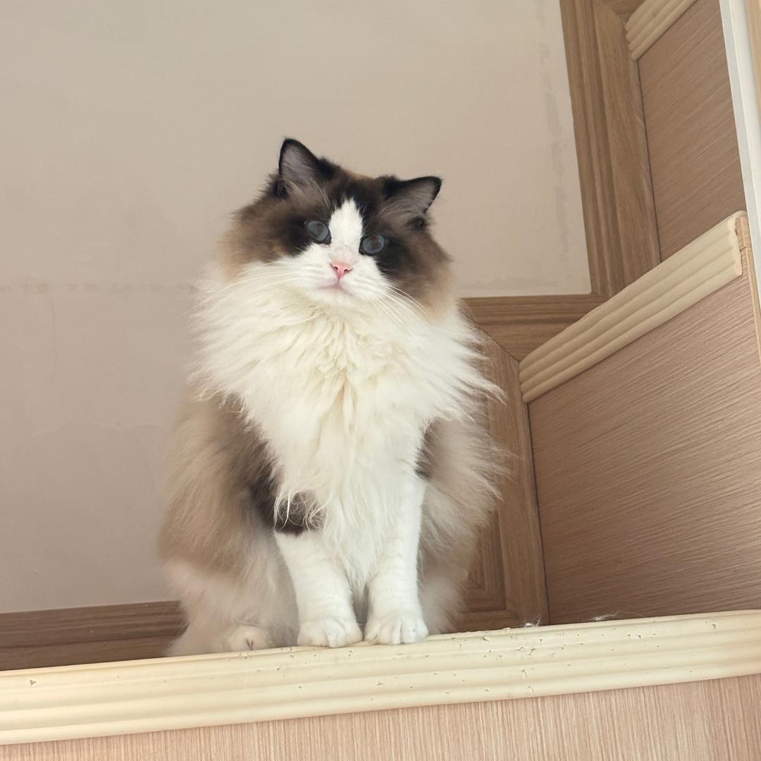 爱吃芥菜头的发际线