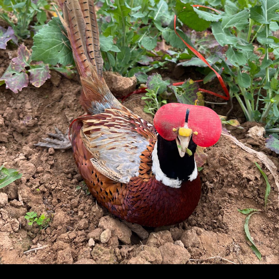 湖北野鸡哥小徐