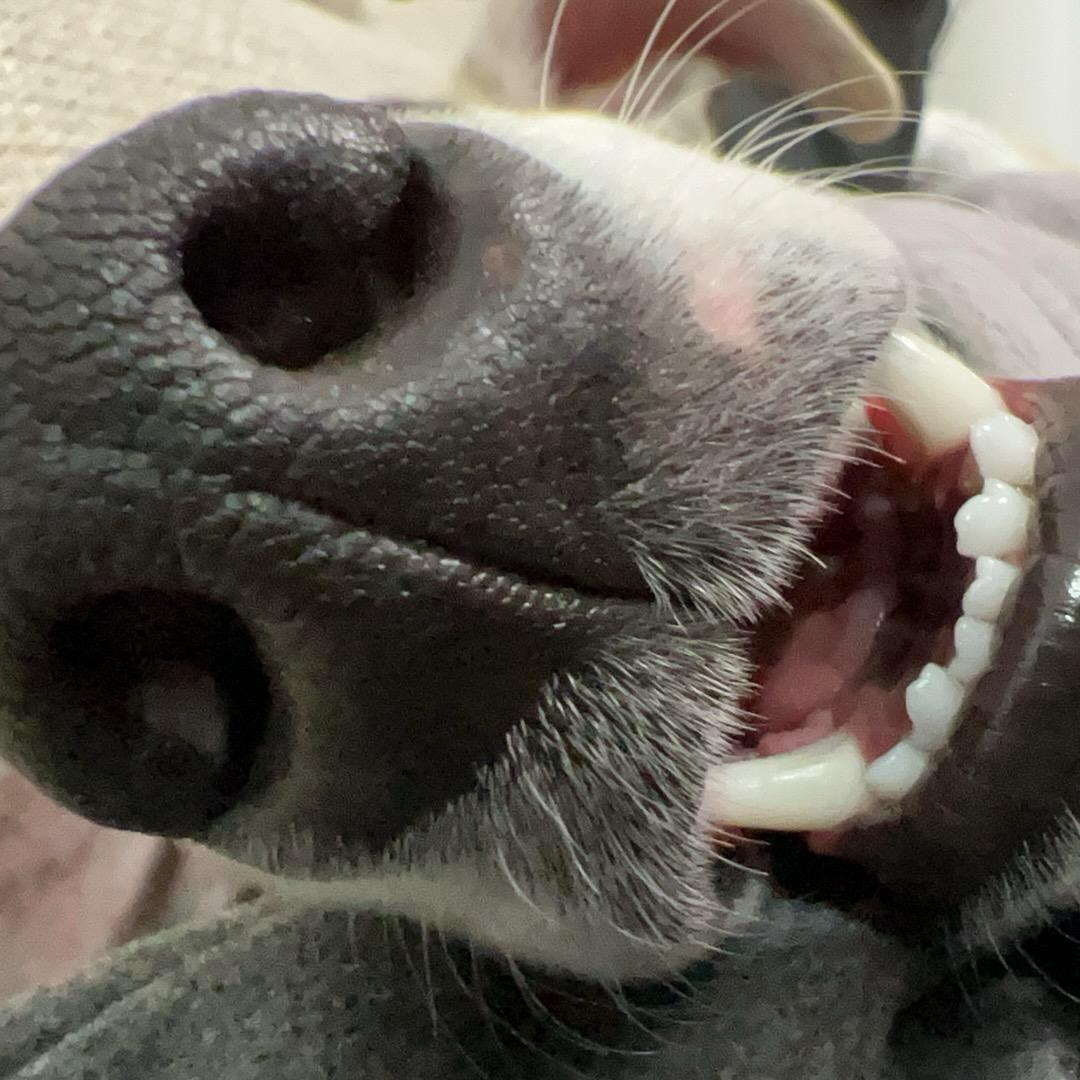 可能认识的狗-太乐太丽