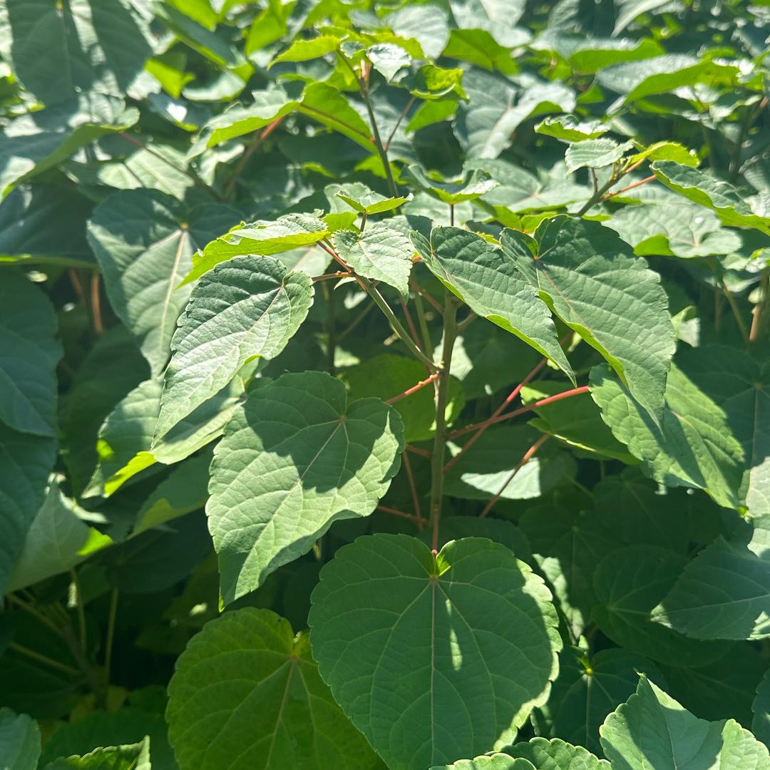 黄柏苗马褂木柳杉山桐子基地