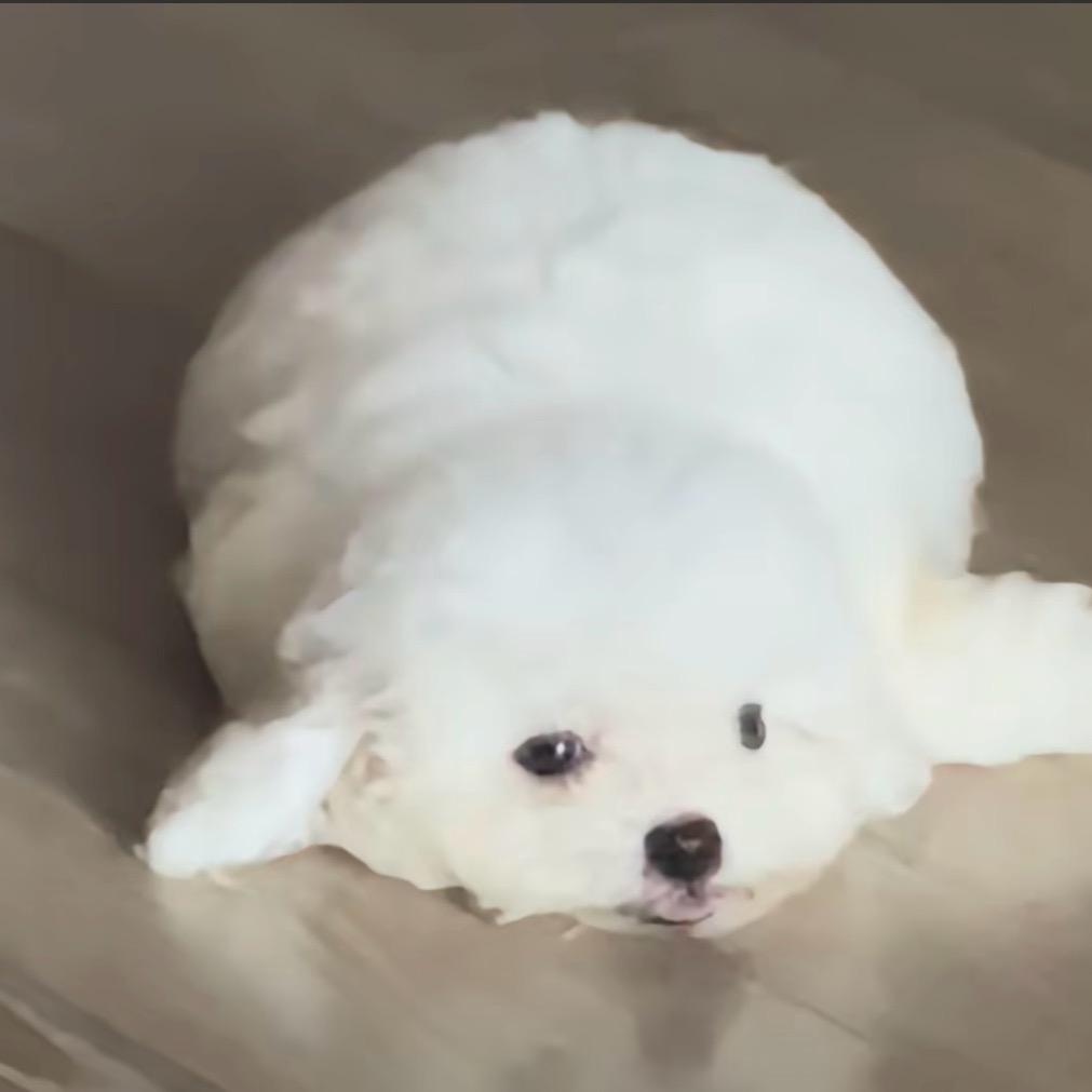 一只懒羊羊