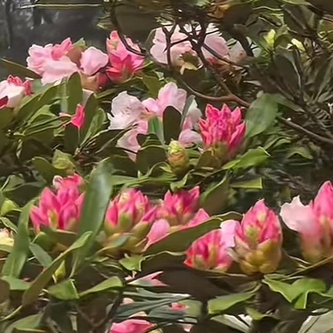 啊青山茶油
