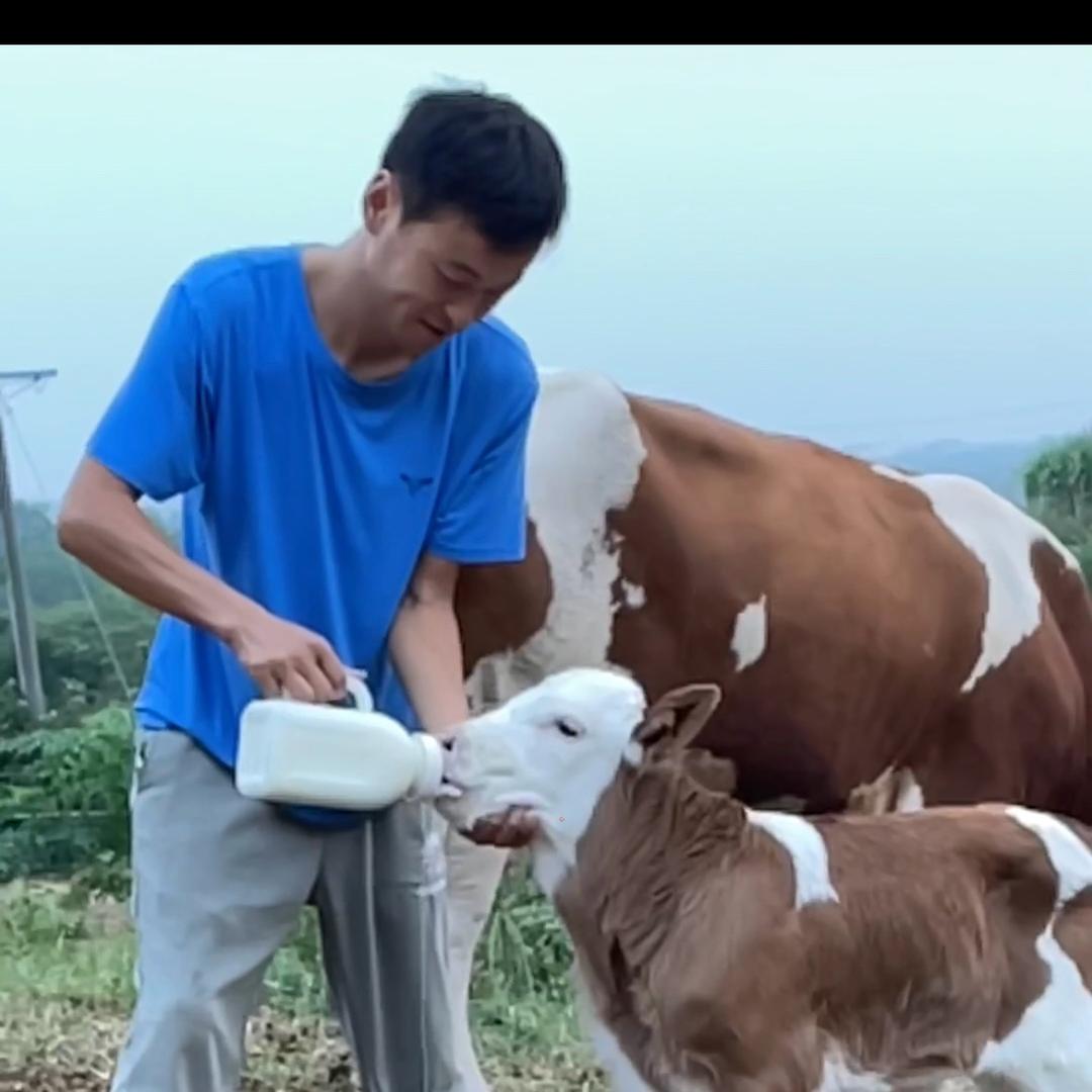 阿龙在农村放牛