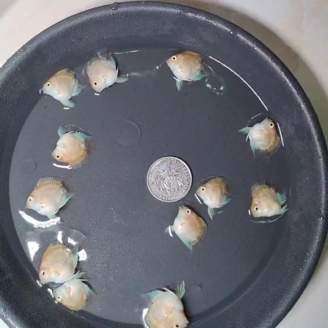 铁牛家鱼塘