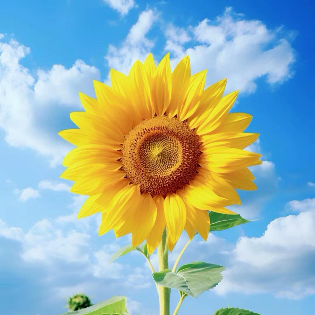 ღ᭄ꦿ꯭时来运转ঞৣঁপ᭄᪲