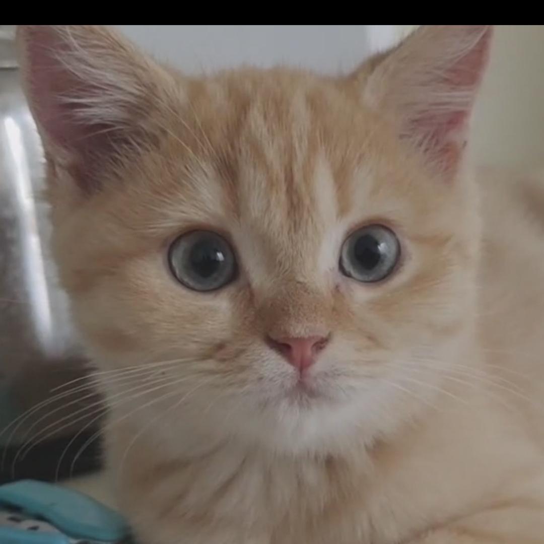 精神状态良好的胖橘