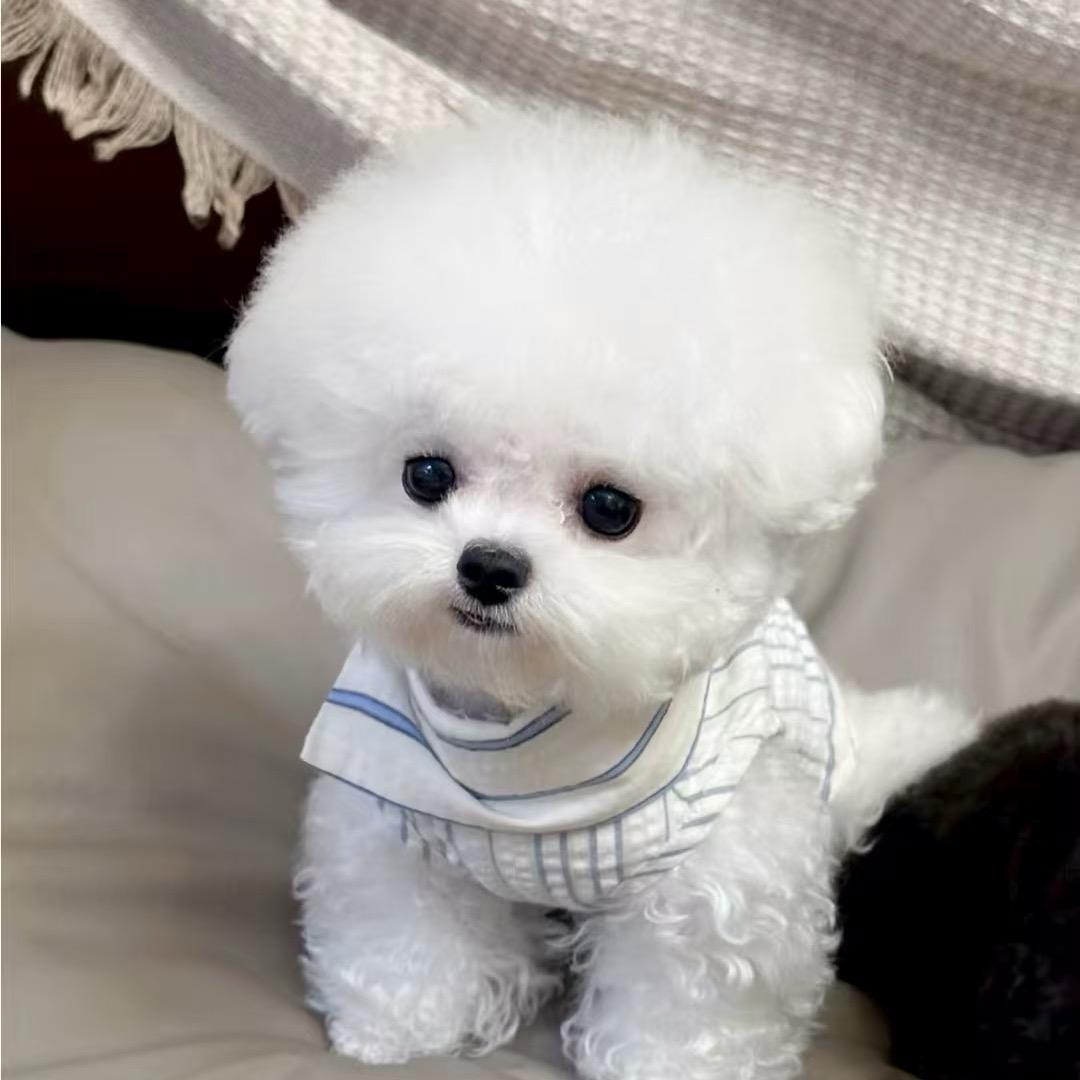 江至文化 溢珈的小比熊