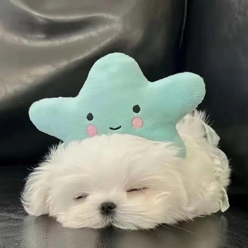 晚☘️