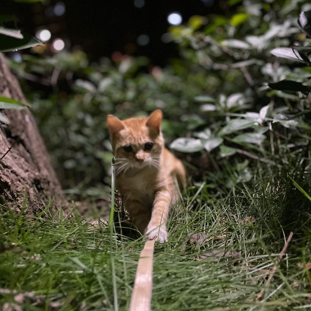 小小橘和她的小伙伴