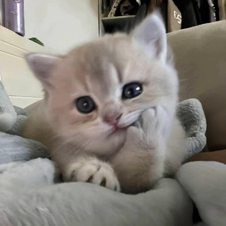 来哥说猫（小五）