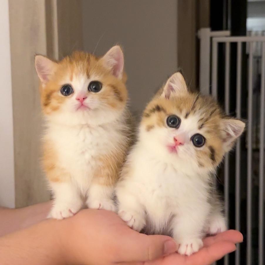 百香果的小山竹