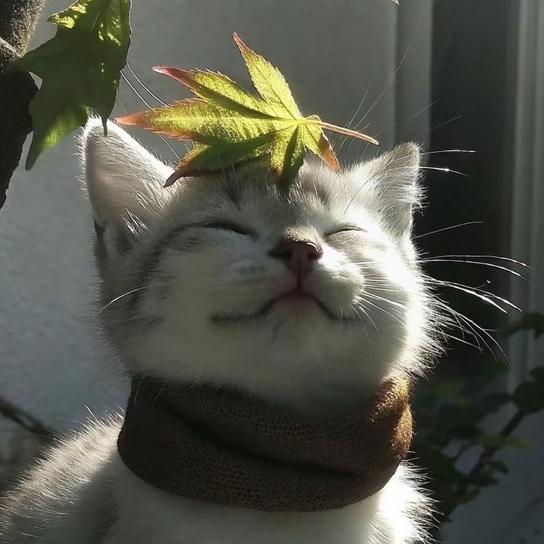 樱桃小完犊子🍒