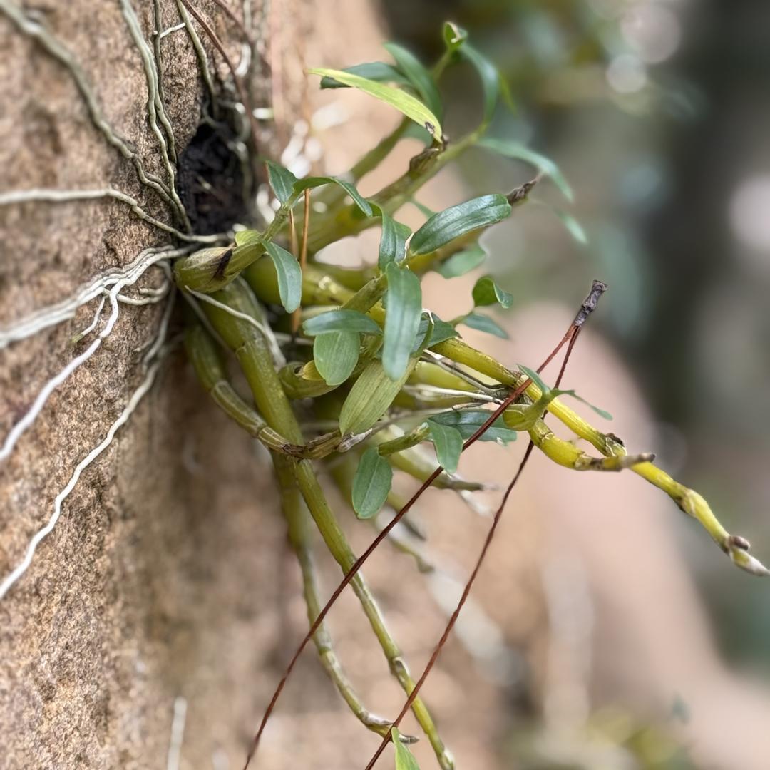 青斛记（琴姐）