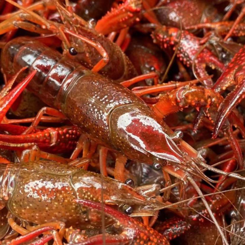 建水海鲜批发零售