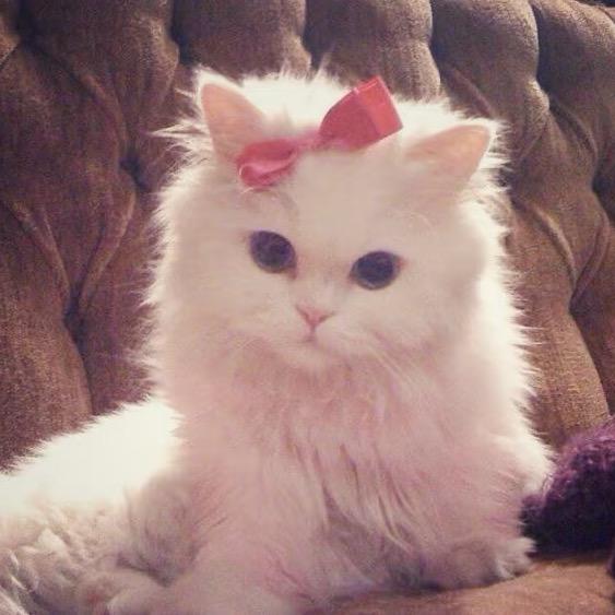 猪周子