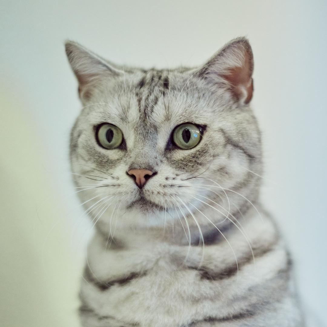 我叫猫子