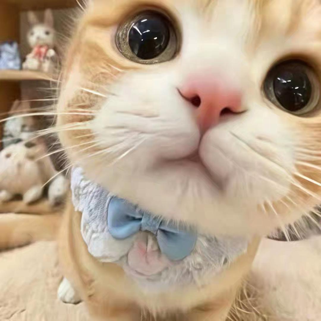 咕噜🐈‍⬛‧₊˚⋆.