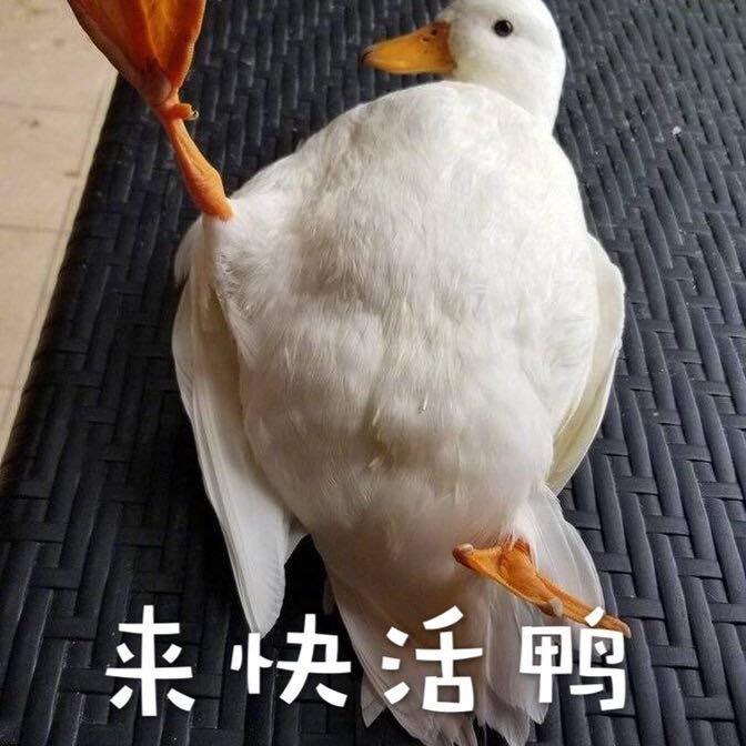 来快活鸭