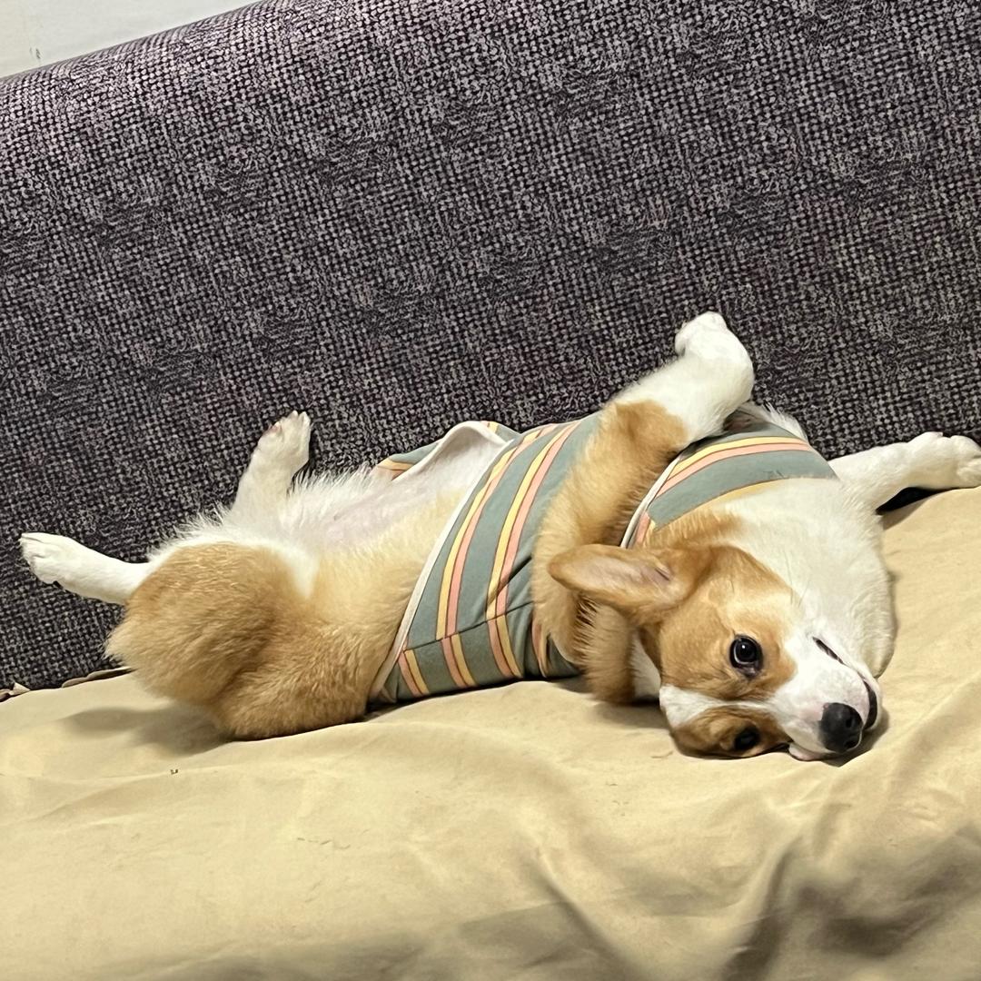 啾啾🥰