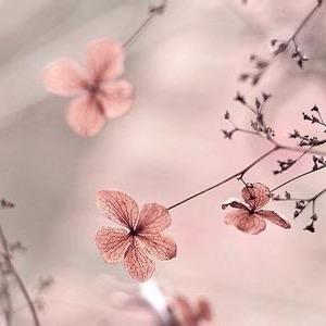 細雨寧稥