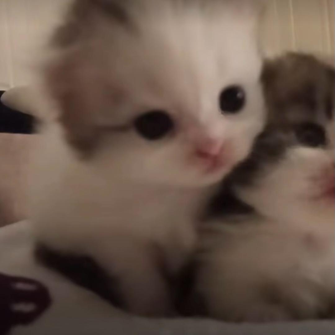 黄色的绿色蔬菜 🅥