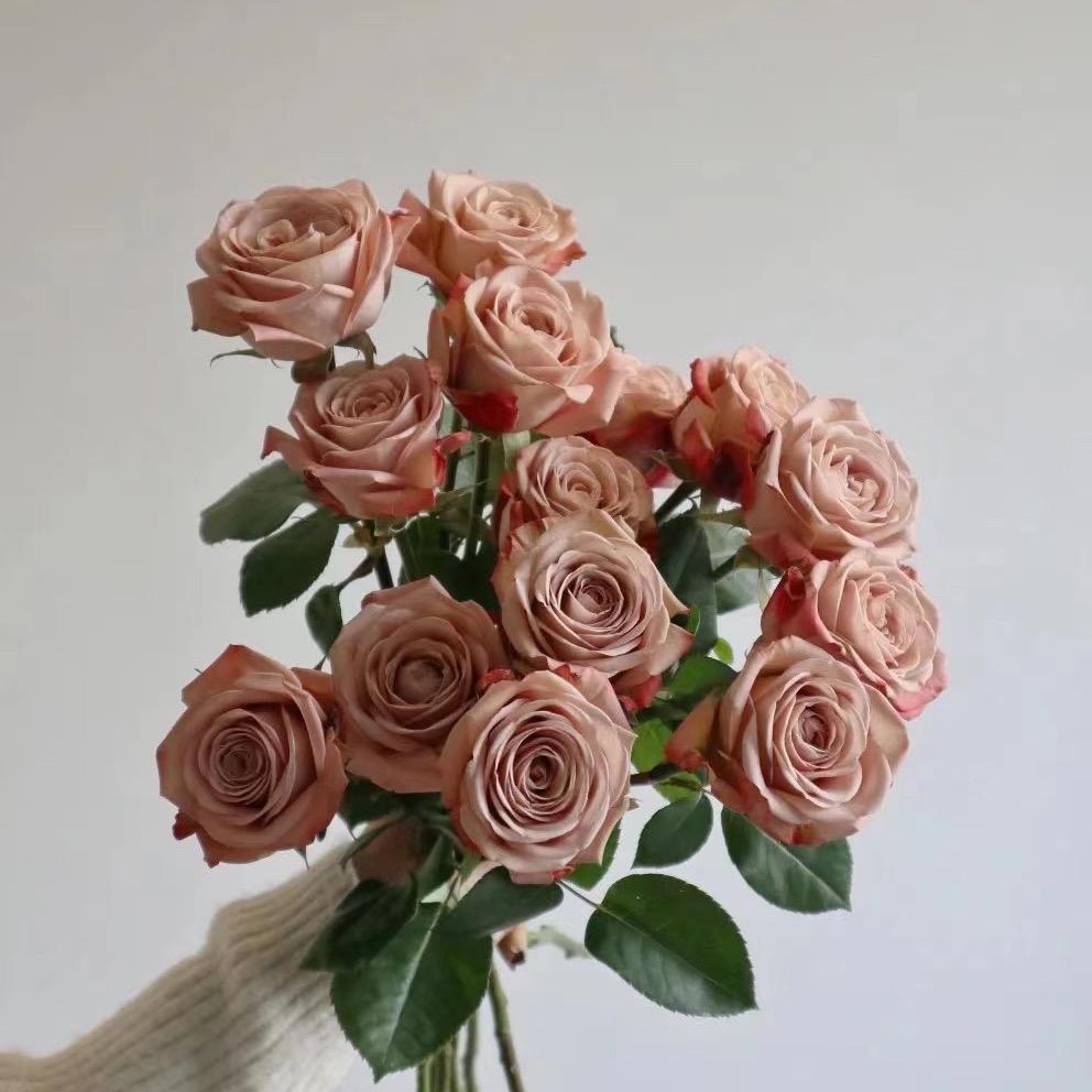 ᰔᩚ蔷薇ᰔᩚ🧸