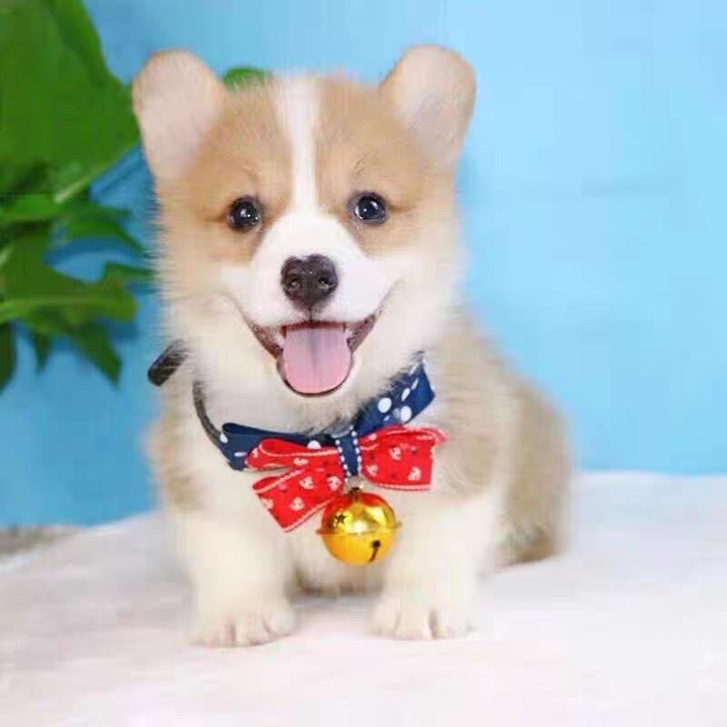 @德阳鼎盛犬业