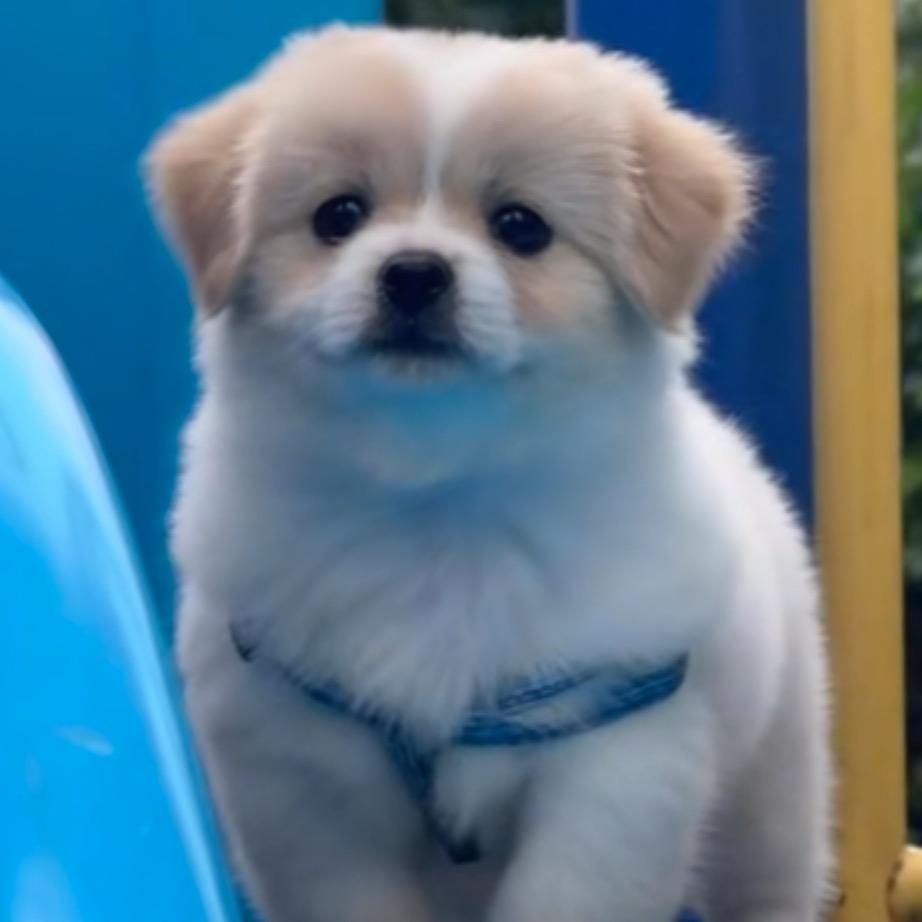 ⁺ . ❆ ∙🐾 ๋ ❅ ･₊ ˚