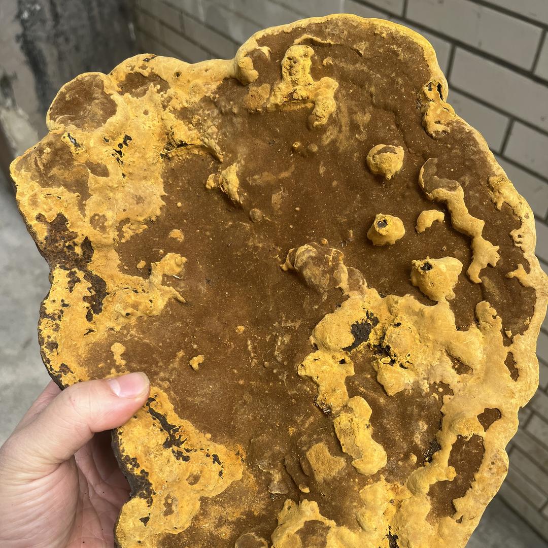 老黄山珍桑树桑黄