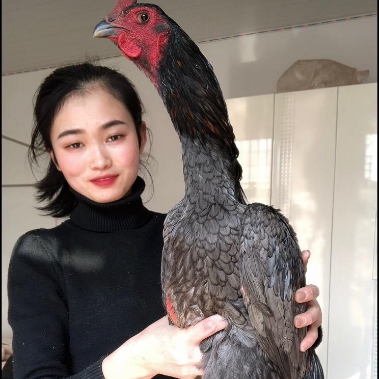 小妹斗鸡训练营